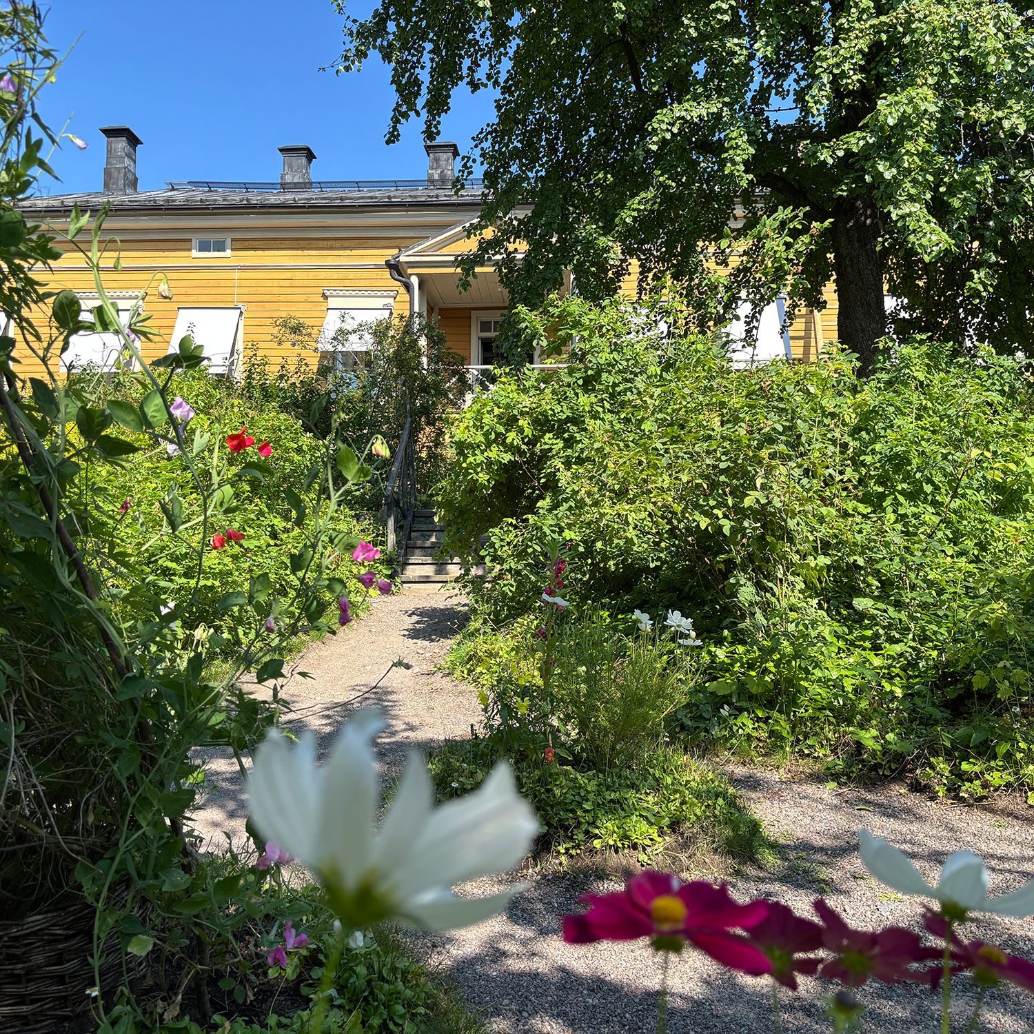 Runebergin koti, näkymä talolle Fredrikan puutarhasta. Kuva liittyy Kulje ja kynäile -kierrokseen